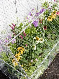 Chicken Wire Flat Back Crop Coop -Flowers Plants Shop 8611701 153 tif