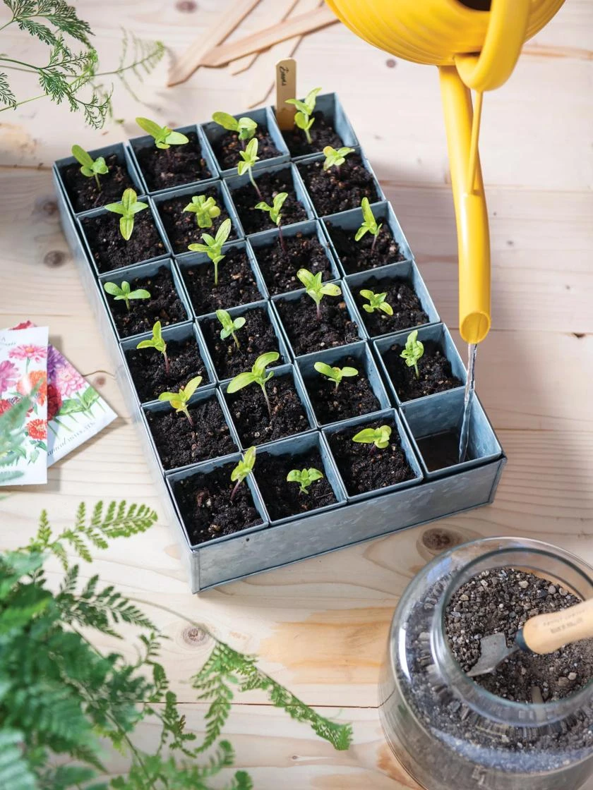 Self-Watering Galvanized Seed Starting Tray 4 Self-Watering Galvanized Seed Starting Tray - Image 2