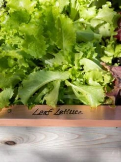 Re-Markable Raised Bed Trim 12 Re-Markable Raised Bed Trim -Flowers Plants Shop 8611757 326 tif