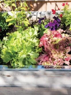 Re-Markable Raised Bed Trim 13 Re-Markable Raised Bed Trim -Flowers Plants Shop 8611758 306 tif