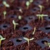Coco Coir Seed Starting Discs And Tray 2 Coco Coir Seed Starting Discs And Tray -Flowers Plants Shop 8611810 6832 tif