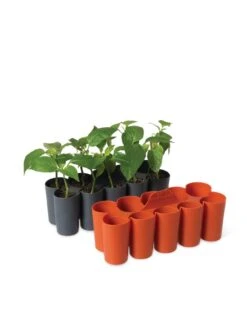 Sili-Seedlings® Seedling Tray, 10-Cell 10 Sili-Seedlings® Seedling Tray, 10-Cell -Flowers Plants Shop 8611886 5192 tif