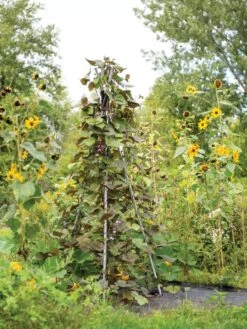 DIY Connector For Teepee Trellis 17 DIY Connector For Teepee Trellis -Flowers Plants Shop 8611896 062 tif