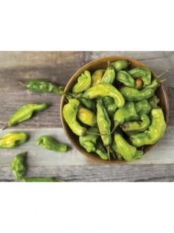 Shishito Pepper Organic Seeds