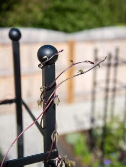 Essex Square Obelisk 12 Essex Square Obelisk -Flowers Plants Shop 8611984 278 tif