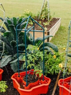 Deluxe Tomato Halos, Set Of 2 -Flowers Plants Shop 8612045 221 tif