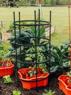 Deluxe Tomato Halos, Set Of 2 -Flowers Plants Shop 8612045 228 tif