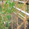 Coco Trellis Netting, 4' X 15' -Flowers Plants Shop 8612050 1124 tif