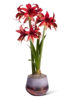 Cybister Potted Amaryllis -Flowers Plants Shop 8612501 bogota silo 2022