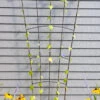 Flock Of Friends Wall Trellis -Flowers Plants Shop 8612636 0029 flock of friends wall trellis