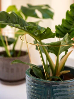 Brass Plated Grow Throughs, Set Of 2 10 Brass Plated Grow Throughs, Set Of 2 -Flowers Plants Shop 8612662 0047 brass plated grow throughs set of 2