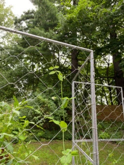 Chicken Wire Pea Trellis -Flowers Plants Shop 8612718 7302