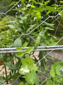 Chicken Wire Pea Trellis -Flowers Plants Shop 8612718 7307