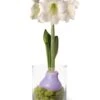 Easy Care Spring Waxed Amaryllis In Vase -Flowers Plants Shop 8612756 14937 easy care spring waxed amaryllis in vase