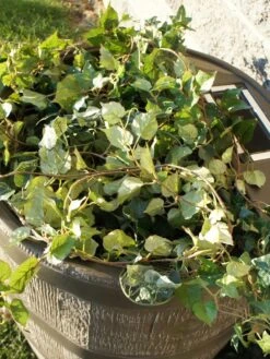 Round Rain Barrel With Planter, 35 Gallons -Flowers Plants Shop 8612856WALNT 03V tif