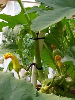 Farmyarn® Multipurpose Garden Tie, 2 Pack 17 Farmyarn® Multipurpose Garden Tie, 2 Pack -Flowers Plants Shop 8612948 01v