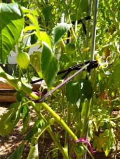 Farmyarn® Multipurpose Garden Tie, 2 Pack 16 Farmyarn® Multipurpose Garden Tie, 2 Pack -Flowers Plants Shop 8612948 02v