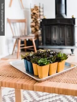 Gardener's Best® XL 6-Cell Planting Tray, Set Of 4 11 Gardener's Best® XL 6-Cell Planting Tray, Set Of 4 -Flowers Plants Shop 8613031 01IN cdt