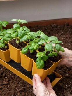 Gardener's Best® XL 6-Cell Planting Tray, Set Of 4 10 Gardener's Best® XL 6-Cell Planting Tray, Set Of 4 -Flowers Plants Shop 8613031 6300