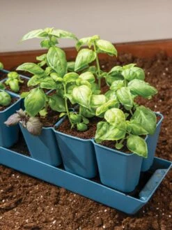 Gardener's Best® XL 6-Cell Planting Tray, Set Of 4 9 Gardener's Best® XL 6-Cell Planting Tray, Set Of 4 -Flowers Plants Shop 8613031 6302