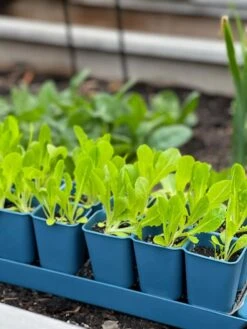 Gardener's Best® XL Seed Starting Kit 15 Gardener's Best® XL Seed Starting Kit -Flowers Plants Shop 8613066 01TEST