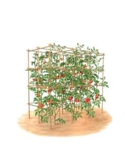 Tomato Six Pack Support -Flowers Plants Shop 8613143 art flat