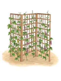 Bamboo Zig-Zag Trellis 24" X 36" 20 Bamboo Zig-Zag Trellis 24" X 36" -Flowers Plants Shop 8613151 art flat