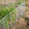 Chicken Wire Critter Fence, 16" High -Flowers Plants Shop 8613249 0368 chicken wire critter fence 16 inches high