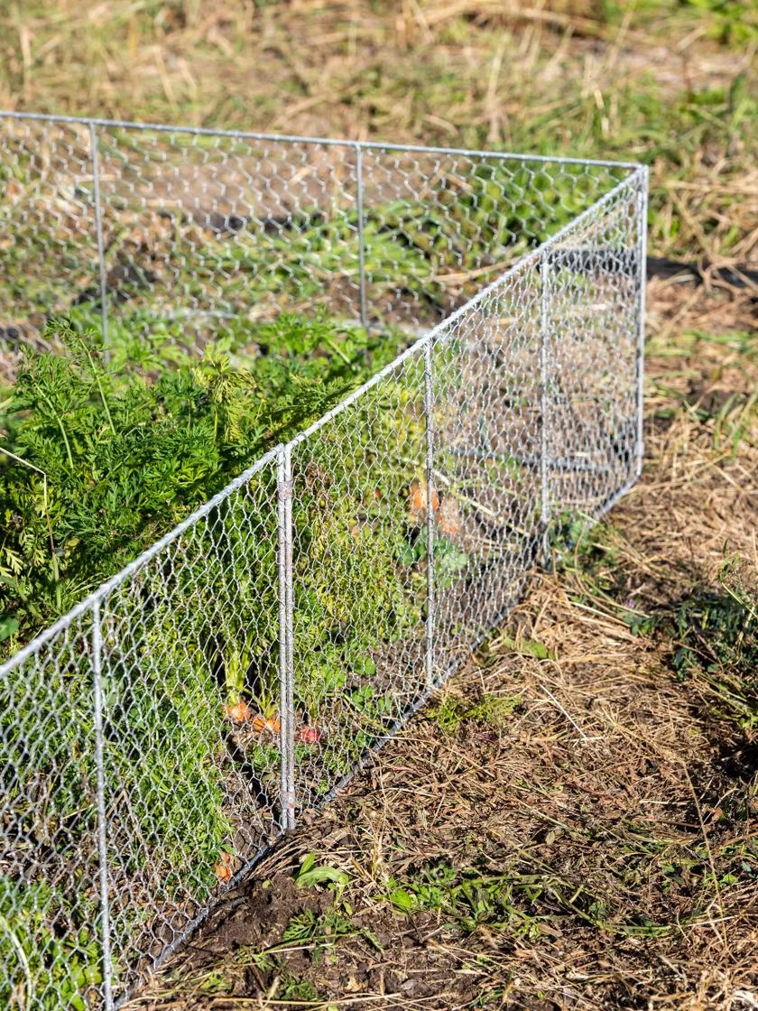 Chicken Wire Critter Fence, 16" High 3 Chicken Wire Critter Fence, 16" High