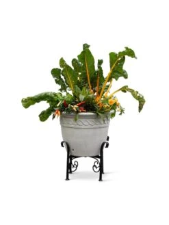 Covington Adjustable Plant Stands 20 Covington Adjustable Plant Stands -Flowers Plants Shop 8613347 0119