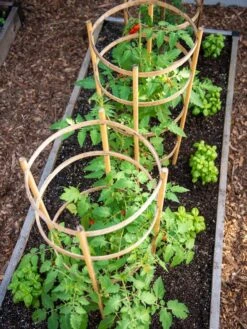 Bamboo Tomato Cages, Set Of 3 -Flowers Plants Shop 8613426 6916