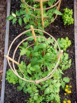 Bamboo Tomato Cages, Set Of 3 -Flowers Plants Shop 8613426 6921