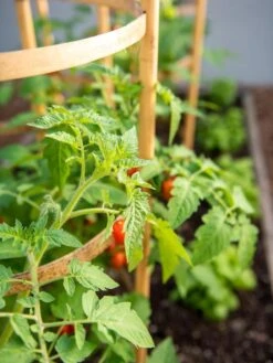 Bamboo Tomato Cages, Set Of 3 -Flowers Plants Shop 8613426 6934