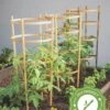 Bamboo Tomato Cages, Set Of 3 -Flowers Plants Shop 8613426 7