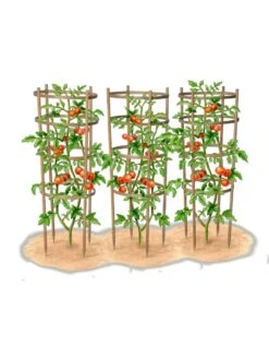 Bamboo Tomato Cages, Set Of 3 -Flowers Plants Shop 8613426 art
