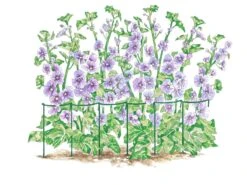 Curved Linking Stakes -Flowers Plants Shop GS35240 01S tif