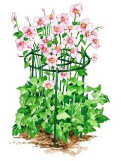 Grow Through Supports, Set Of 3 -Flowers Plants Shop GS40172 02S tif