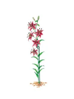 Single Stem Supports, Set Of 3 -Flowers Plants Shop gs14318 03s
