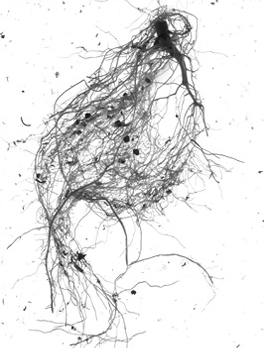 GrowLab® Compact 3-Tier Light Garden With Classroom Guide 7 GrowLab® Compact 3-Tier Light Garden With Classroom Guide - Image 5