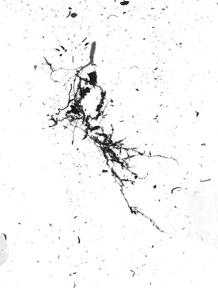 GrowLab® Compact 3-Tier Light Garden With Classroom Guide 5 GrowLab® Compact 3-Tier Light Garden With Classroom Guide - Image 3